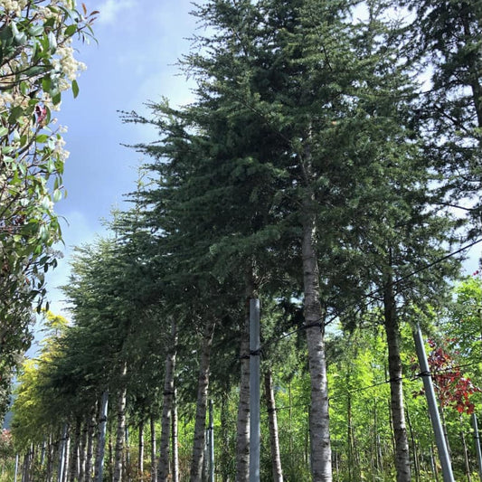 Cedrus atlantica Glauca - blue Atlas cedar specimen tree with silvery-blue needles