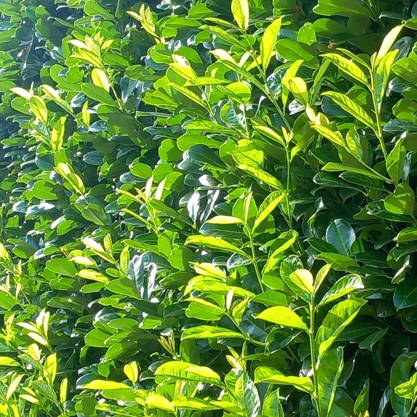 Pallet deal 9 x Cherry laurel 180-200cm 6-7foot root balled