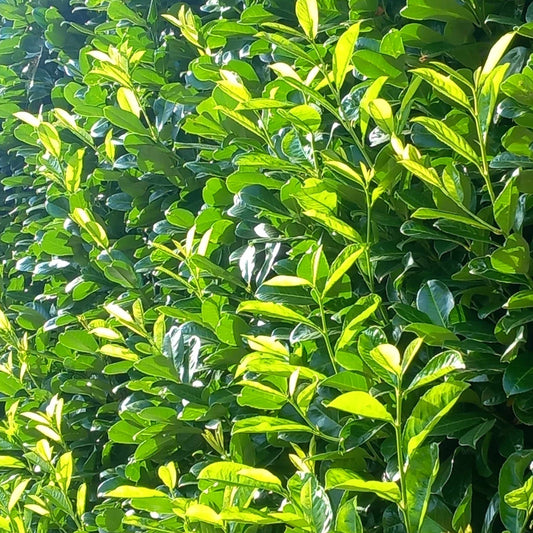 Pallet deal 9 x Cherry laurel 180-200cm 6-7foot root balled