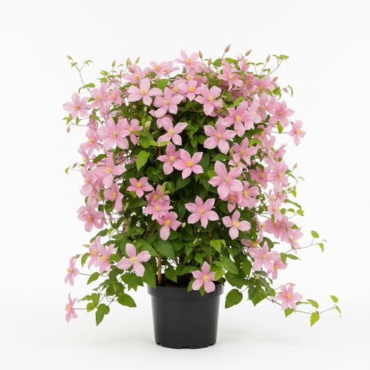 Clematis montana 'Mayleen'