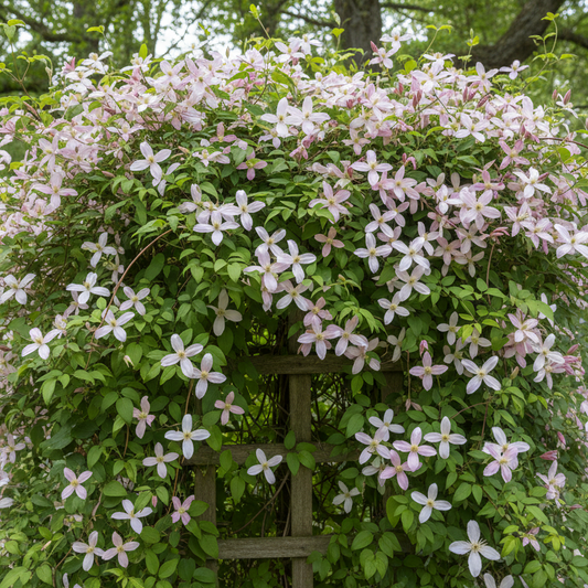 clematis montana