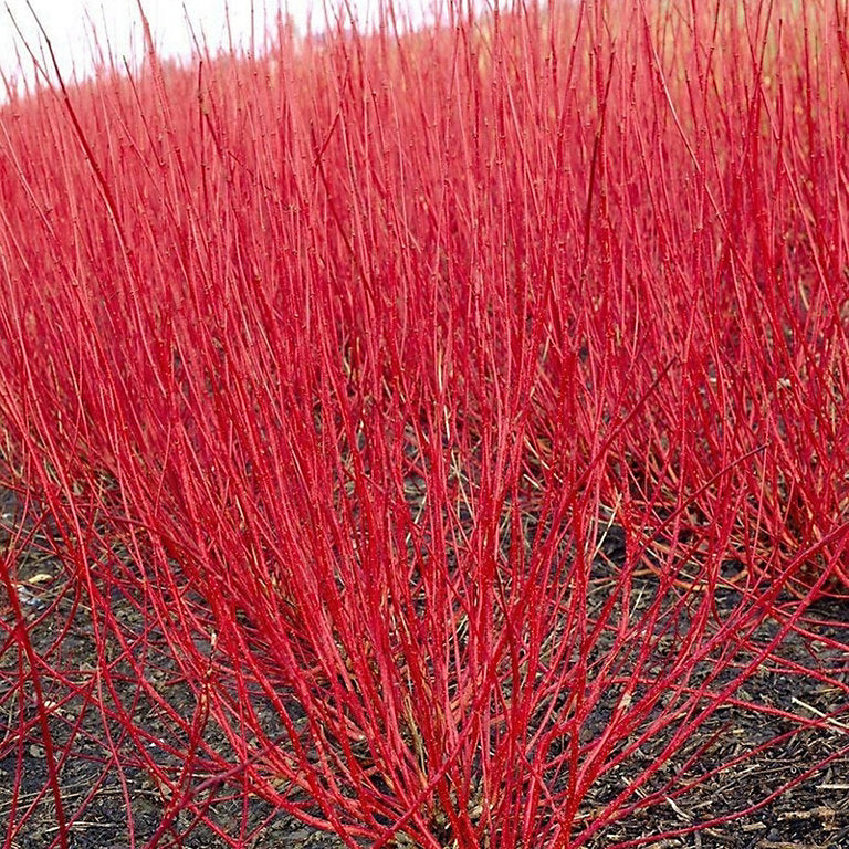 Red-barked cornus shrub with vibrant red branches in a bed during winter