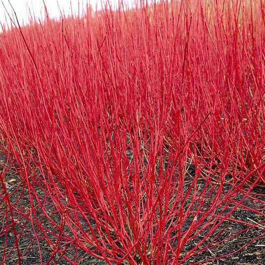 Red-barked cornus shrub with vibrant red branches in a bed during winter
