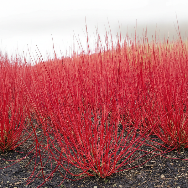 Red Dogwood Bare Root Hedging 60-90cm x 25 | Cornus Alba Sibirica ...