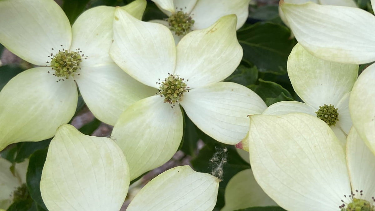 Close-up of white dogwood flowers with green leaves from Stoneybrook Nursery