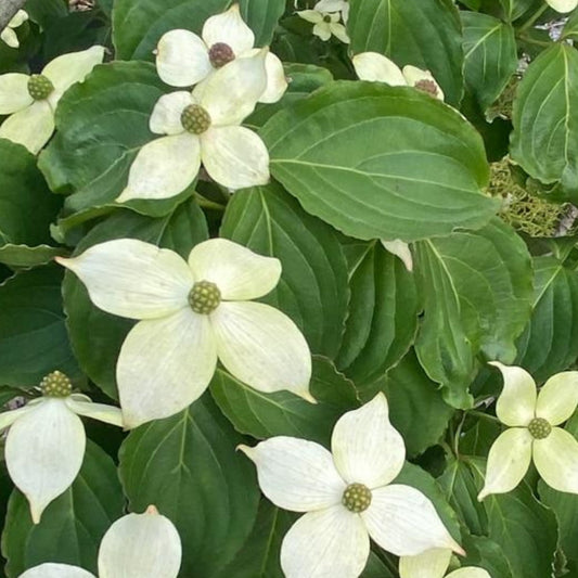 White flowers with green leaves on a tree