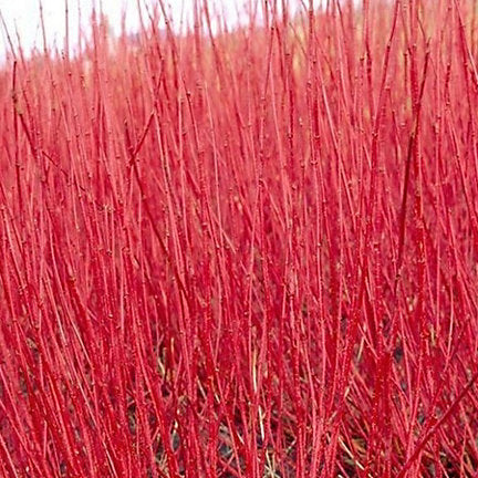 Cornus red stemmed dogwood Stoneybrook Nursery