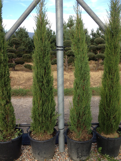Cupressus sempervirens 'Italian cypress' 225/250cm high clt 25/30