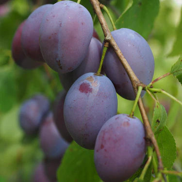 Czar Plum (Prunus domestica) Bare-Root Tree 4–5 ft