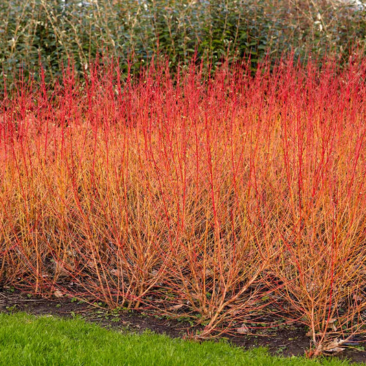 Cornus sanguinea bareroot hedging 60-90cm - native dogwood with red winter stems