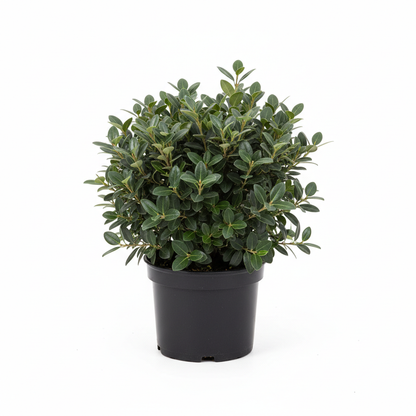 Elaeagnus Compacta 2L Pot - Accurate