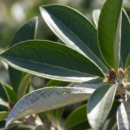 Close-up of Elaeagnus x ebbingei glossy dark green leaves with distinctive silvery undersides