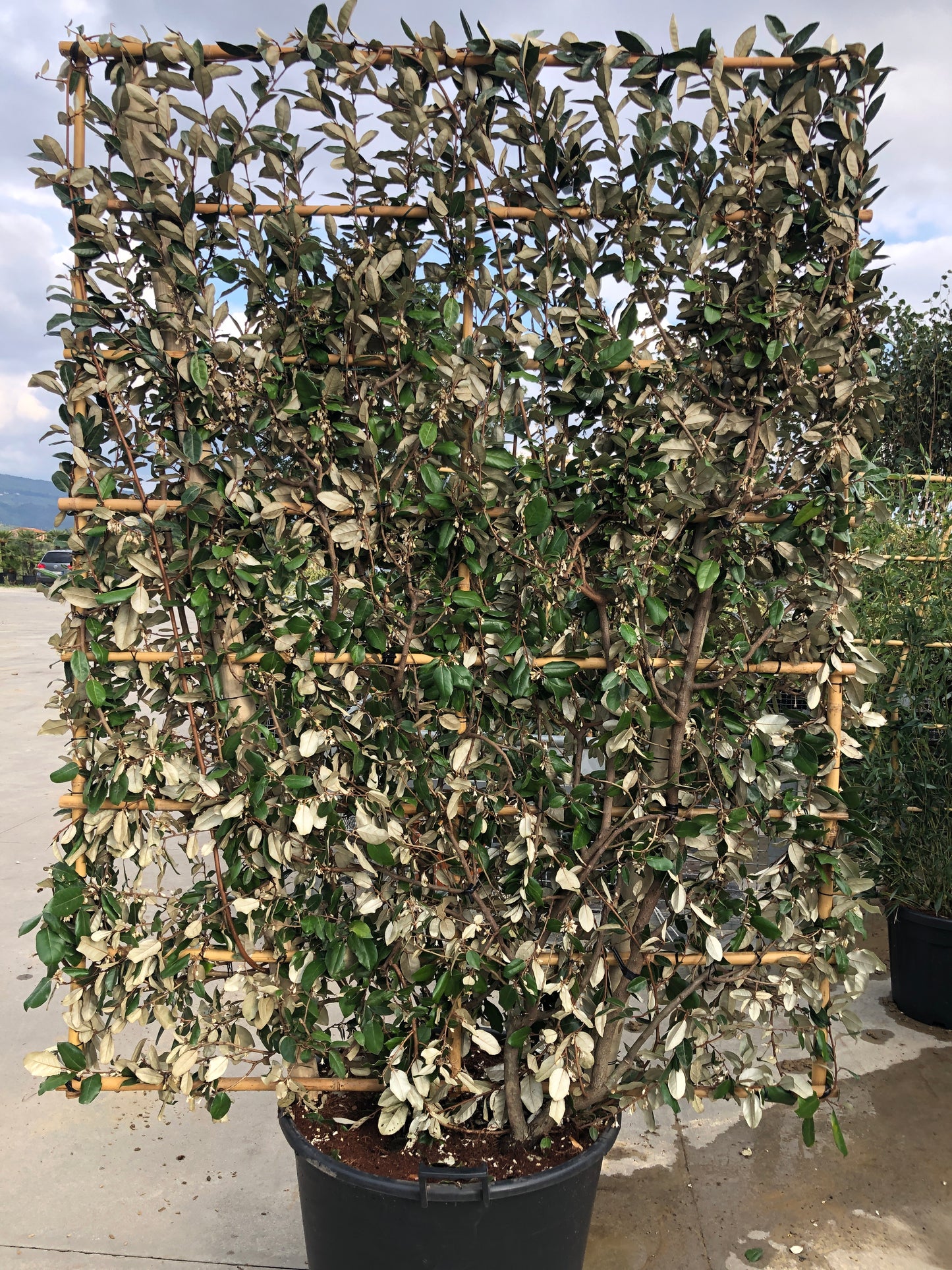 Elaeagnus x ebbingei espalier frame  150 x 100cm