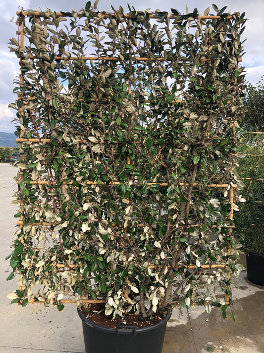 Elaeagnus x ebbingei espalier frame  150 x 100cm