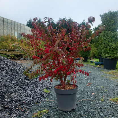 spindle like branches with stunning autumn colour