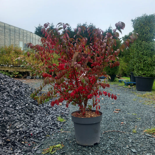 spindle like branches with stunning autumn colour