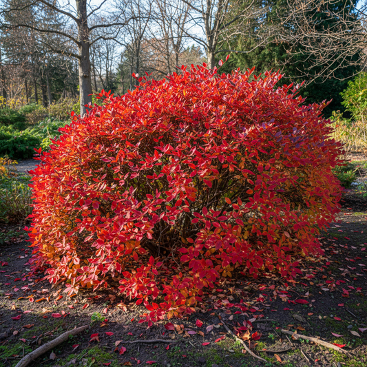 Euonymus Alatus Compactus – Natural Style