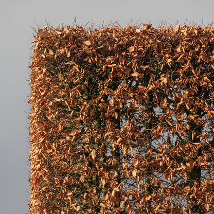 Green Beech Hedge