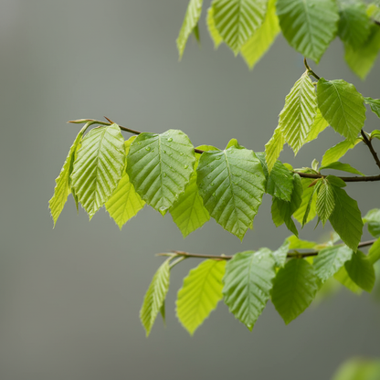 Green Beech