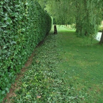 Package deal 25 x Beech Bareroot Hedging 60-90cm plus 25xspiral tree guards and 25xcanes