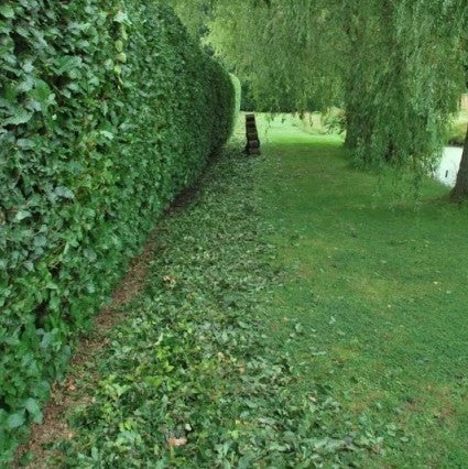 Package deal 25 x Beech Bareroot Hedging 60-90cm plus 25xspiral tree guards and 25xcanes