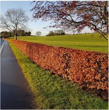 25 x Bare root hedging Green Beech 60-90cm