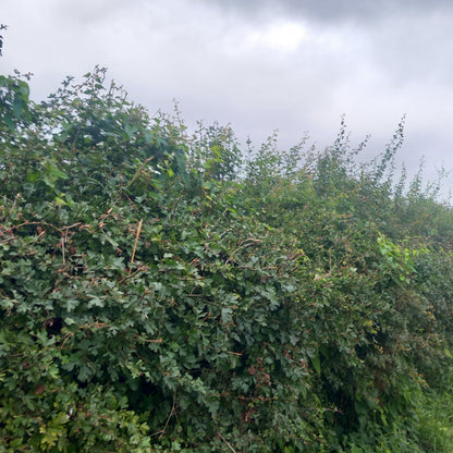 Hawthorn bareroot hedging 2-3 foot - Crataegus monogyna wildlife friendly native UK hedge