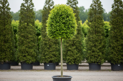 Hornbeam Pyramidalis Standard