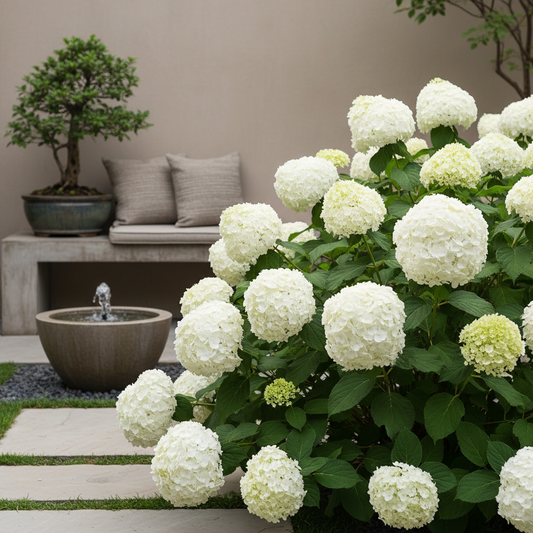 Hydrangea arborescens 'Annabelle'