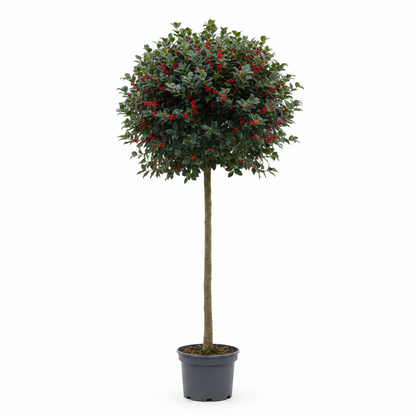 Ilex Meserveae Blue Princess