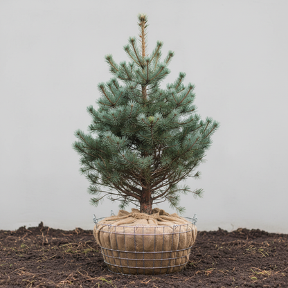 Scots Pine with its rootball wrapped in hessian and secured in a galvanised wire basket