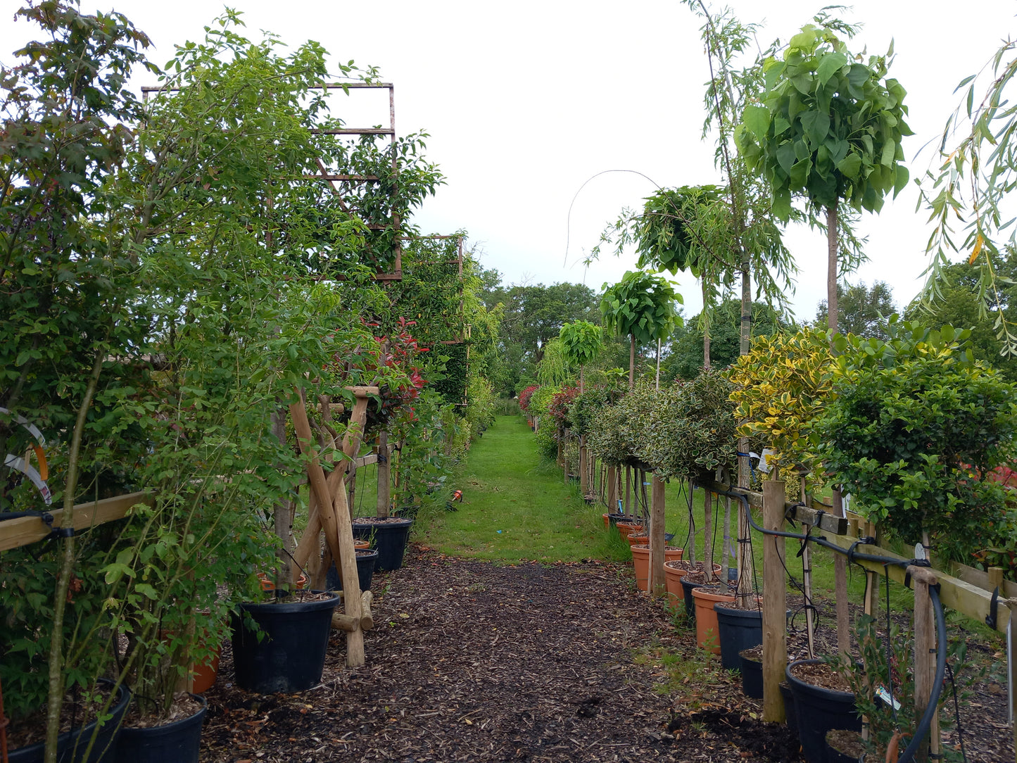 mature indian bean tree from stoneybrook nursery