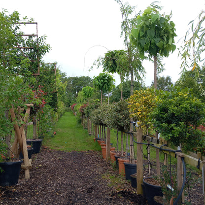 mature indian bean tree from stoneybrook nursery