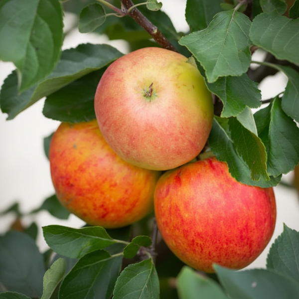 James Grieve Apple Tree - Hardy Reliable Cropper | Stoneybrook Nursery