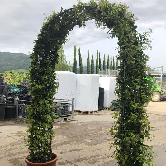 Trachelospermum jasminoides Star Jasmine double arch - fragrant evergreen climber trained over metal frame creating scented garden feature