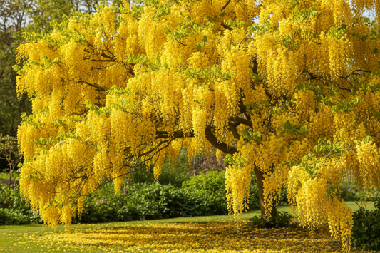 Laburnum tree with golden yellow flowers