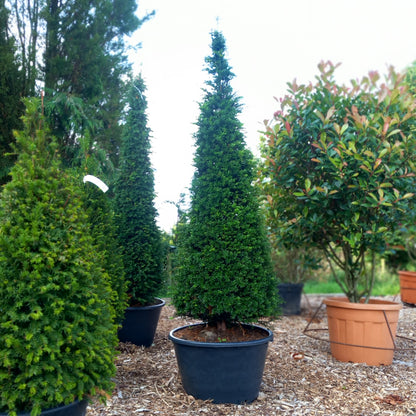 Taxus baccata tower topiary - English yew shaped into tall columnar tower form for architectural impact