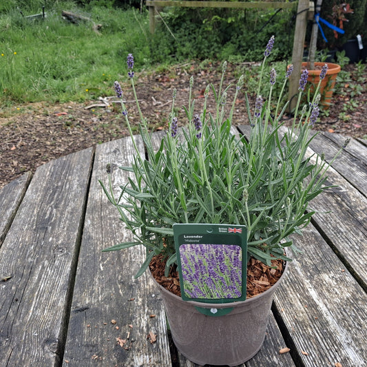 Potted lavender plant on a wooden table with a garden background