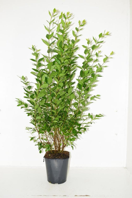 Privet . Ligustrum ovalifolium