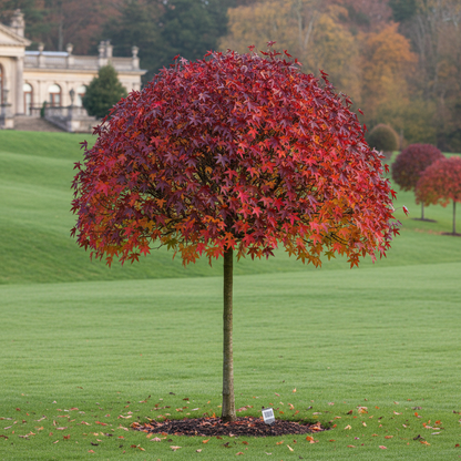 Liquidambar styraciflua Half Standard