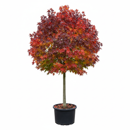 Liquidamber styraciflua Quarter Standard