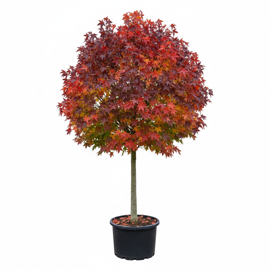 Liquidamber styraciflua Quarter Standard