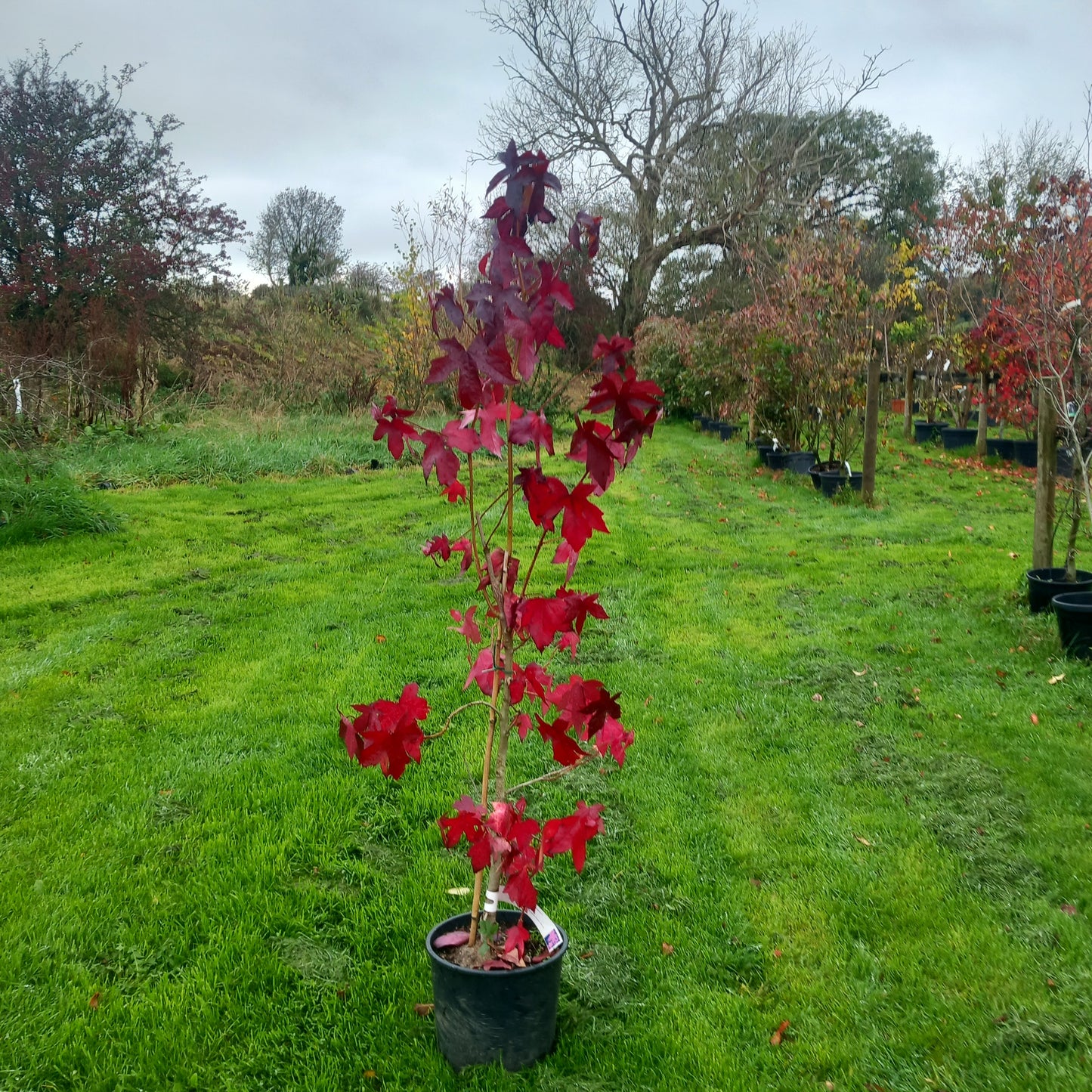 Liquidambar styraciflua - Sweet Gum tree with star-shaped leaves and spectacular autumn colour