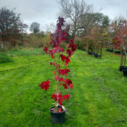 Liquidambar styraciflua - Sweet Gum tree with star-shaped leaves and spectacular autumn colour