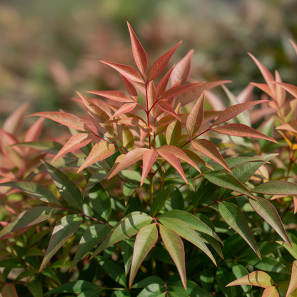 Nandina Gulf Stream foliage detail
