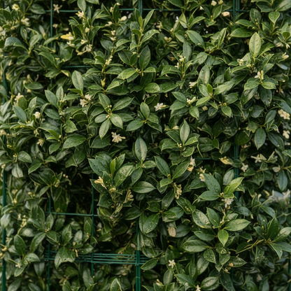 Osmanthus Close Up