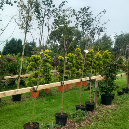 premium paul scarlet red flowering ornamental hawthorn