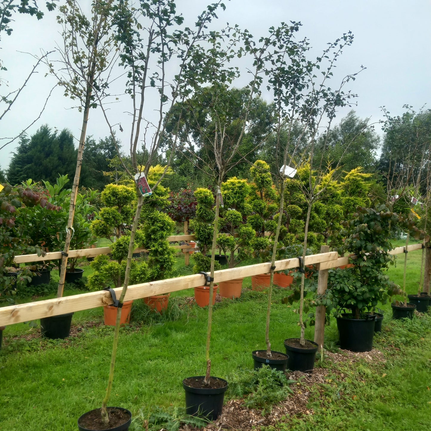 premium paul scarlet red flowering ornamental hawthorn