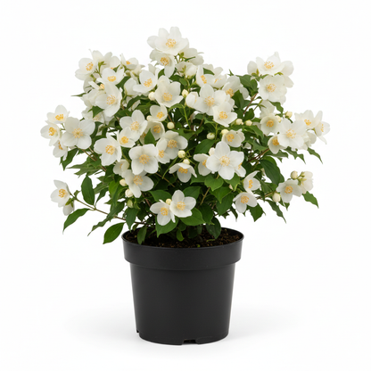 Philadelphus 'Belle Étoile'