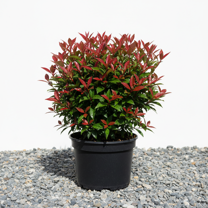 Photinia Carré Rouge 2 Litre Pot